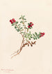 Airelle des montagnes Vaccinium vitis-idaea minus - Mary Vaux Walcott — Ansicht des Kunstwerks