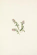 Preiselbeerblüte in den Bergen Vaccinium vitis-idaea minus - Mary Vaux Walcott — Ansicht des Kunstwerks