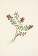 Frucht der Preiselbeere der Berge Vaccinium vitis-idaea minus - Mary Vaux Walcott — Ansicht des Kunstwerks