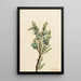 Wacholder der Berge Juniperus sibirica - Mary Vaux Walcott — gerahmtes Bild an der Wand