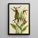 Sabot de Vénus der Berge Cypripedium montanum - Mary Vaux Walcott — gerahmtes Bild an der Wand