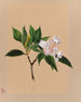 Laurier des montagnes Kalmia latifolia - Mary Vaux Walcott — Ansicht des Kunstwerks