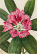 Rhododendron der Berge Rhododendron catawbiense - Mary Vaux Walcott — Ansicht des Kunstwerks