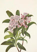 Laurier des montagnes Kalmia latifolia - Mary Vaux Walcott — Ansicht des Kunstwerks