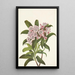 Laurier des montagnes Kalmia latifolia - Mary Vaux Walcott — gerahmtes Bild an der Wand