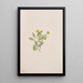 Fleur de musc Mimulus moschatus - Mary Vaux Walcott — gerahmtes Bild an der Wand