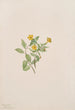 Fleur de musc Mimulus moschatus - Mary Vaux Walcott — Ansicht des Kunstwerks