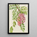 Robinier des New-Mexico Robinia neomexicana - Mary Vaux Walcott — gerahmtes Bild an der Wand