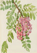 Robinier des New-Mexico Robinia neomexicana - Mary Vaux Walcott — Ansicht des Kunstwerks