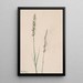 Spiranthe penchée Ibidium cernum - Mary Vaux Walcott — gerahmtes Bild an der Wand