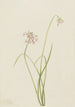 Zwiebel geneigt Allium cernuum - Mary Vaux Walcott — Ansicht des Kunstwerks