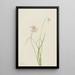 Zwiebel geneigt Allium cernuum - Mary Vaux Walcott — gerahmtes Bild an der Wand