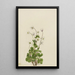 Anemone des Nordens Anemone parviflora - Mary Vaux Walcott — gerahmtes Bild an der Wand