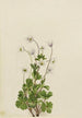 Anemone des Nordens Anemone parviflora - Mary Vaux Walcott — Ansicht des Kunstwerks