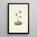 Grassette du Nord Pinguicula vulgaris - Mary Vaux Walcott — gerahmtes Bild an der Wand