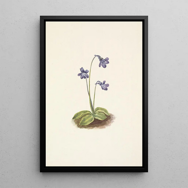 Mary Vaux Walcott - Northern Butterwort Pinguicula vulgaris.webp