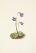 Grassette du Nord Pinguicula vulgaris - Mary Vaux Walcott — Ansicht des Kunstwerks