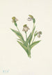 Sabot de Vénus du Nord Cypripedium passerinum - Mary Vaux Walcott — Ansicht des Kunstwerks