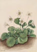 Clochettes d'Oconee Shortia galacifolia - Mary Vaux Walcott — Ansicht des Kunstwerks