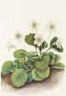 Glockenblumen von Oconee Shortia galacifolia - Mary Vaux Walcott — Ansicht des Kunstwerks