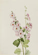 Mauve Globus mit orangefarbenem Auge Sphaeralcea davidsonii - Mary Vaux Walcott — Ansicht des Kunstwerks
