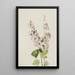 Mauve Globus mit orangefarbenem Auge Sphaeralcea davidsonii - Mary Vaux Walcott — gerahmtes Bild an der Wand