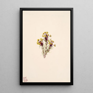 Mary Vaux Walcott - Owls Clover Orthocarpus erianthus.webp