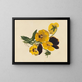 Mary Vaux Walcott - Pansies.webp
