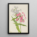 Phlox vivace Phlox paniculata - Mary Vaux Walcott — gerahmtes Bild an der Wand