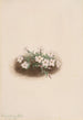 Phlox - Mary Vaux Walcott — Ansicht des Kunstwerks