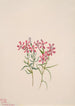 Phlox stansburyi - Mary Vaux Walcott — Ansicht des Kunstwerks