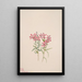 Phlox stansburyi - Mary Vaux Walcott — gerahmtes Bild an der Wand