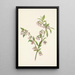 Myrtille des pinèdes Vaccinium tenellum - Mary Vaux Walcott — gerahmtes Bild an der Wand