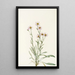 Vergerette rose Erigeron caespitosus - Mary Vaux Walcott — gerahmtes Bild an der Wand