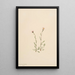 Vergerette rose Erigeron jucundus - Mary Vaux Walcott — gerahmtes Bild an der Wand