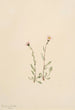 Vergerette rose Erigeron jucundus - Mary Vaux Walcott — Ansicht des Kunstwerks