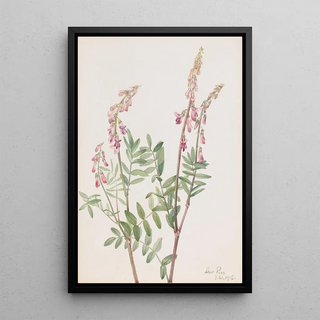 Mary Vaux Walcott - Pink Hedysarum Hedysarum americanum.webp