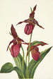 Sabot de Vénus rose Cypripedium acaule - Mary Vaux Walcott — Ansicht des Kunstwerks