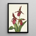 Sabot de Vénus rose Cypripedium acaule - Mary Vaux Walcott — gerahmtes Bild an der Wand