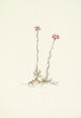 Antennaires roses Antennaria rosea - Mary Vaux Walcott — Ansicht des Kunstwerks