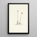 Antennaires roses Antennaria rosea - Mary Vaux Walcott — gerahmtes Bild an der Wand