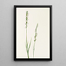Sarracénie pourpre Sarracenia purpurea - Mary Vaux Walcott — gerahmtes Bild an der Wand