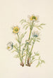 Fleur d'anémone plume Pulsatilla occidentalis - Mary Vaux Walcott — Ansicht des Kunstwerks