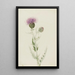 Chardon des prairies Cirsium undulatum - Mary Vaux Walcott — gerahmtes Bild an der Wand