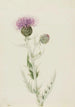 Chardon des prairies Cirsium undulatum - Mary Vaux Walcott — Ansicht des Kunstwerks