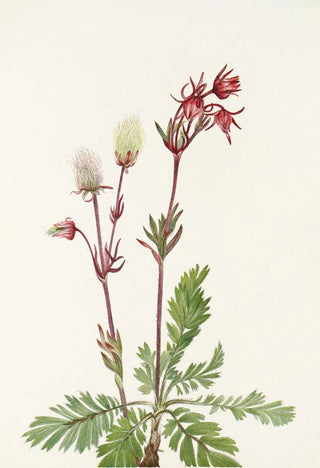 Mary Vaux Walcott - Prairiesmoke Sieversia ciliata (Case Conflict).webp