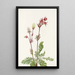 Rauch der Wiesen Sieversia ciliata - Mary Vaux Walcott — gerahmtes Bild an der Wand