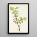 Blumenstrauß der stacheligen Johannisbeere Ribes lacustre - Mary Vaux Walcott — gerahmtes Bild an der Wand