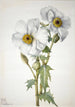 Mohn spinosus Argemone hispeda - Mary Vaux Walcott — Ansicht des Kunstwerks