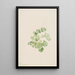 Puccoon Lithospermum ruderale - Mary Vaux Walcott — gerahmtes Bild an der Wand